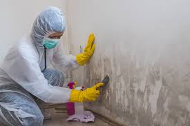 Best Water Damage & Mold Remediation  in Westminster, CO